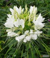 Cleome spinosa 'Helen Campbell' -- Spinnenblume